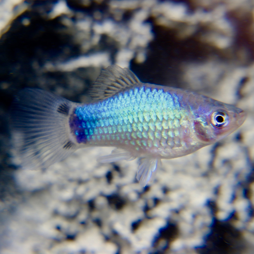 Xiph.maculatus   Platy blauw M